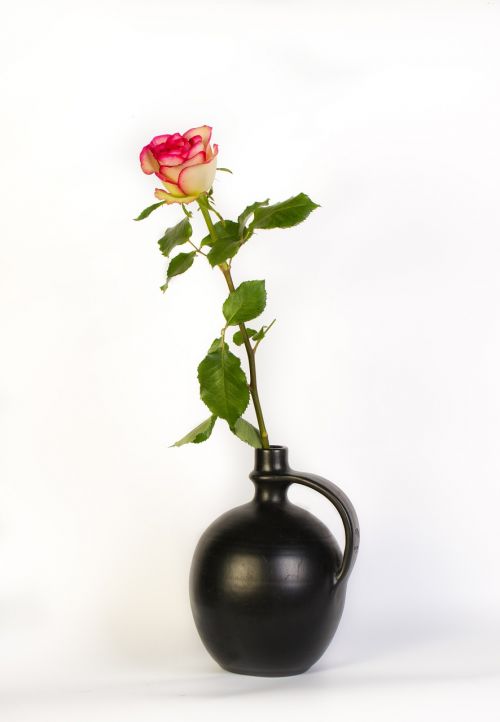 Rosa, Vazos, Gėlė, Gamta, Amphora