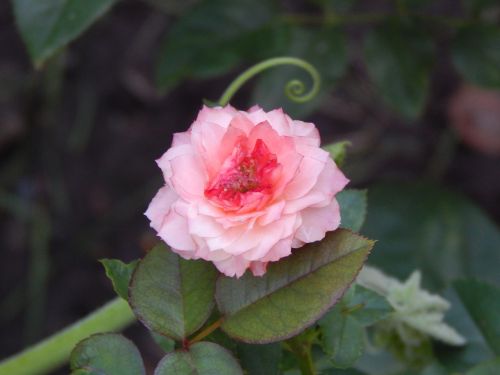 Rosa, Rožinė Gėlė, Rožinės Žiedlapių, Degradee