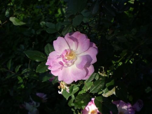 Rosa, Rožinė Gėlė, Penumbra, Apšviestas