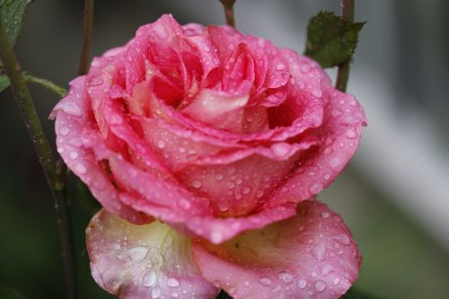 Rosa, Gėlė, Gėlių Spalvos Rausva, Rožinės Gėlės, Rožė, Gražus, Mygtukas