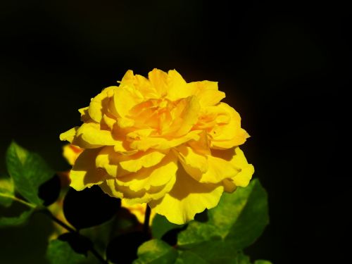 Rosa, Geltona, Žiedlapiai