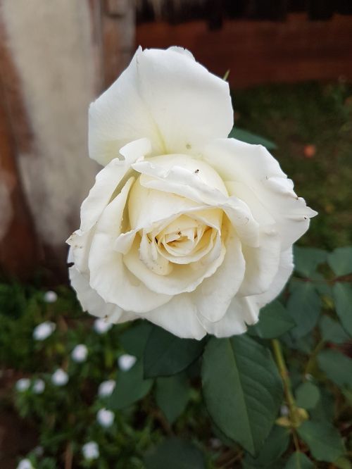 Rosa, Gėlės, Kaimiškas, Balta