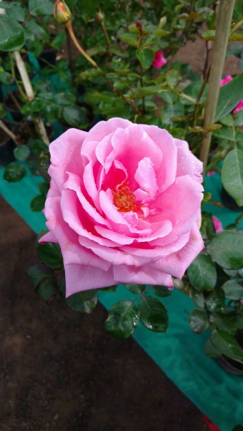 Rosa, Gėlė, Augalas, Gamta