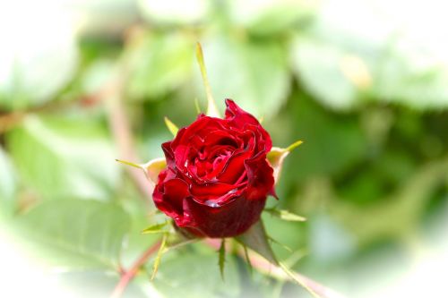 Rosa, Rossa, Gėlė, Rožinė Gėlė, Grožis, Žiedlapiai, Rožė, Gamta, Pavasario Gėlės