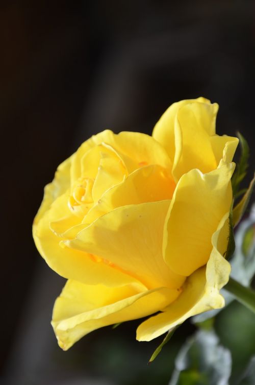 Rosa, Gamta, Geltona Rožė