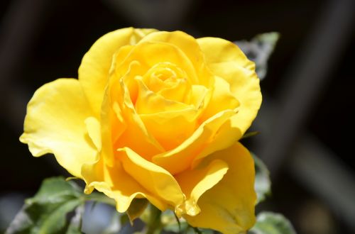 Rosa, Geltona Gėlė, Gamta