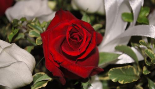 Rosa, Raudona Roze, Gėlė, Baltos Gėlės, Santuoka, Bouchet, Ornamentas, Kompozicija, Žiedlapiai