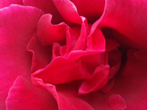 Rosa, Raudona Roze, Gėlė, Raudoni Žiedlapiai, Raudona, Grožis, Gamta, Romantiškas, Žiedlapiai, Raudonos Rožės, Linda, Augalas, Rožių Krūmas, Gėlės, Sodas
