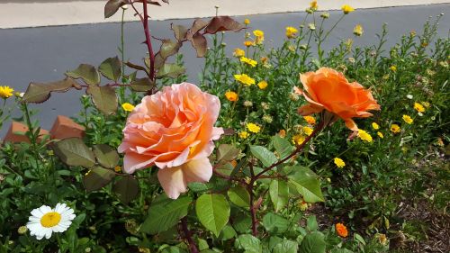 Rosa, Gėlė, Gėlės Apelsinai