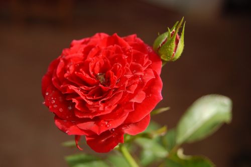 Rosa, Gėlė, Gamta