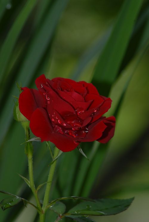 Rosa, Raudona, Gėlės