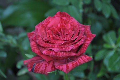 Rosa, Gėlė, Regioninis