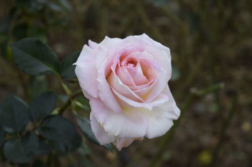 Rosa, Gamta, Gėlė, Gėlių Spalvos Rausva