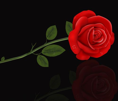 Rosa, Romantiškas, Gėlė, Meilė, Žiedlapis, Raudona Roze, Juodas Fonas, Gėlės