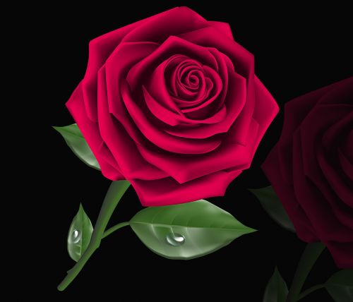 Rosa, Gėlė, Meilė, Žiedlapis, Gėlių, Gėlės, Juodas Fonas, Rožinė Violetinė, Romantiškas, Skirta