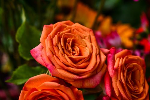 Rosa,  Gėlė,  Žiedlapis,  Gėlių Puokštė,  Be Honoraro Mokesčio