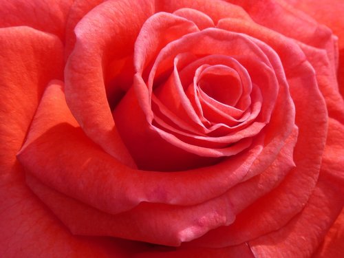 Rosa,  Žiedlapis,  Gėlė,  Žydėjimo,  Meilė,  Sant Jordi,  Fonas