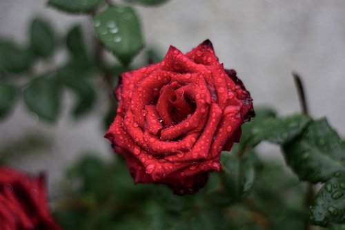 Rosa,  Gėlė,  Augalų,  Vainiklapis