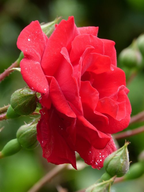 Rosa,  Gėlė,  Raudona Roze