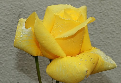 Rosa,  Geltona,  Geltonos Rožės,  Rožinė Gėlė