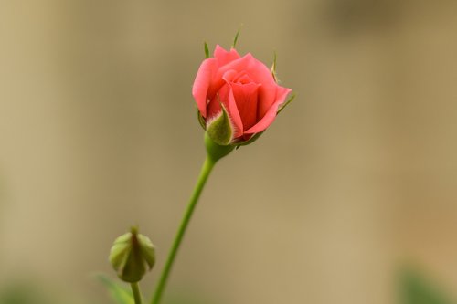 Rosa,  Bella Rosa,  Gėlė,  Gėlė Graži