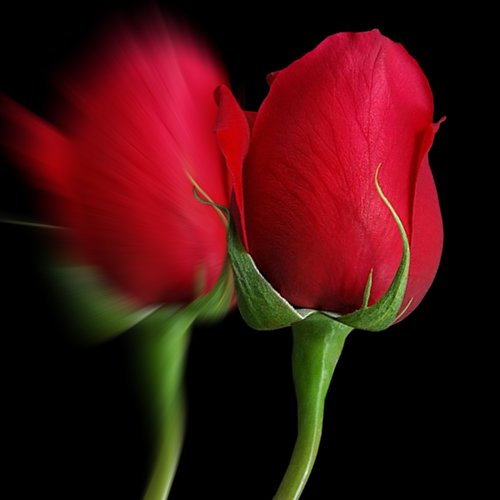 Rosa,  Raudona Roze,  Gėlė,  Gėlės,  Rožinė Gėlė,  Žiedlapiai,  Raudoni Žiedlapiai