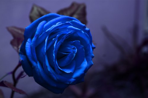 Rosa,  Gėlė,  Dizainas,  Mėlyna,  Romantiškas