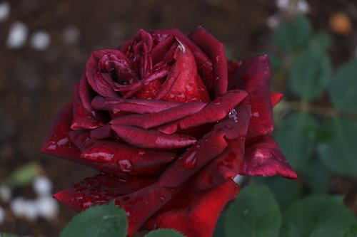 Rosa,  Pavasaris,  Gėlės