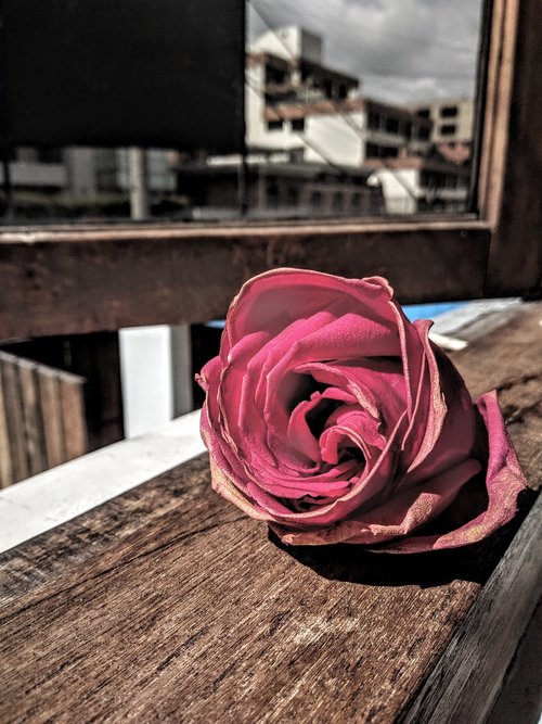 Rosa,  Vintage,  Išaugo,  Rožės,  Gėlės,  Gėlė