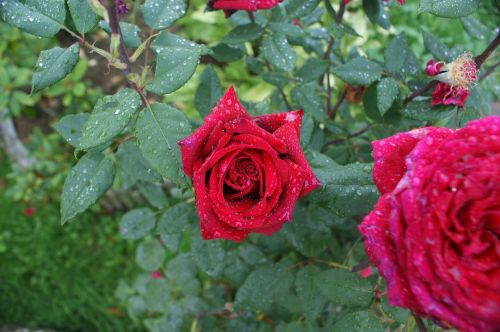 Rosa, Gėlė, Raudona, Augalai