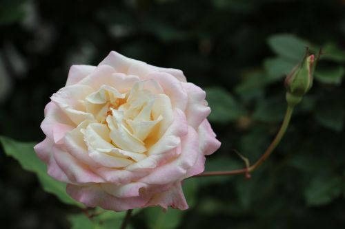 Rosa, Gėlė, Balta, Gamta, Augalas