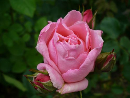 Rosa, Gėlė, Rožė, Rožinė Gėlė, Žiedlapiai, Gamta, Žydėti, Pavasaris, Pavasario Gėlės, Ornamentas
