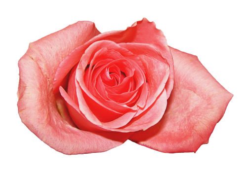 Rosa, Gėlė, Rožinis, Gamta