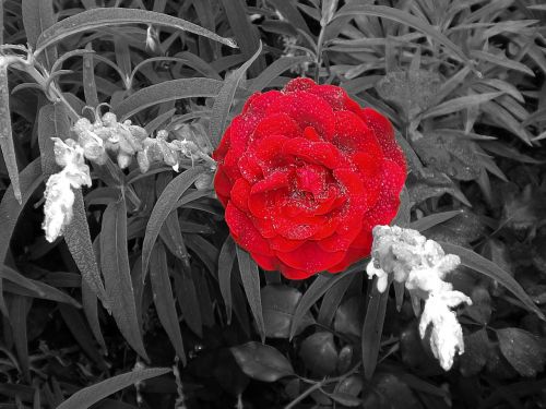 Rosa, Vintage, Derliaus Gėlės, Raudona, Augalas