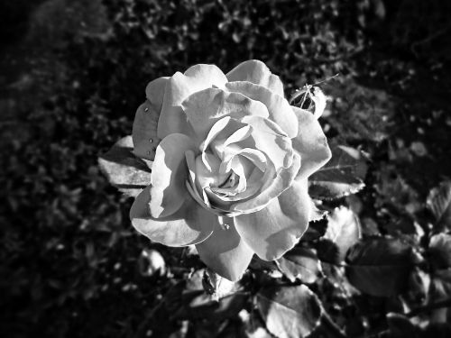 Rosa, Juoda Ir Balta, Gėlė, Šviesa, Gėlės