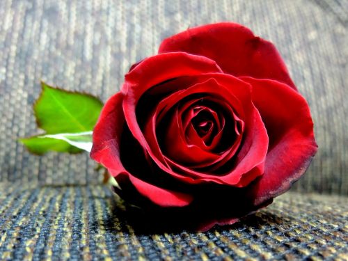Rosa, Romantizmas, Romantiškas, Gėlė, Raudona Roze