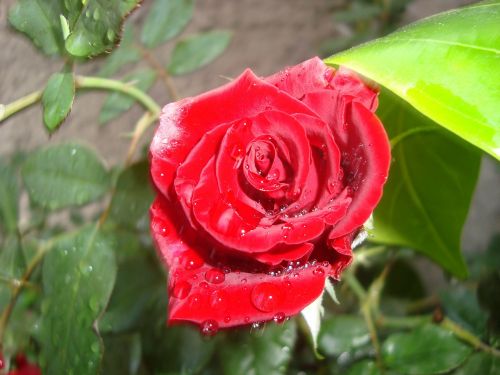 Rosa, Raudona, Gėlė