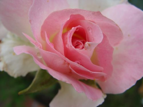 Rosa, Gėlė, Gamta, Rožinis