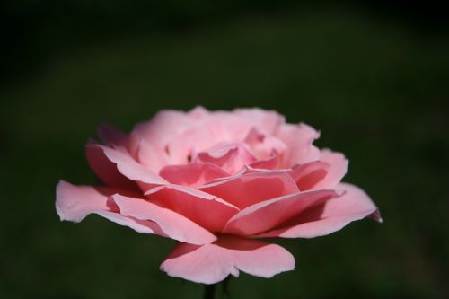 Rosa, Rožinė Gėlė, Gėlės, Gamta, Spalva Rožinė, Gėlė, Rožių Krūmas, Romantiškas