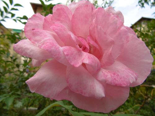 Rosa, Rožinė Rožė, Gėlė, Augalai, Žalias, Gamta, Gėlės, Žiedlapiai, Lapai