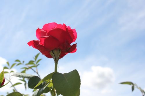 Rosa, Gėlė, Pavasaris, Gamta