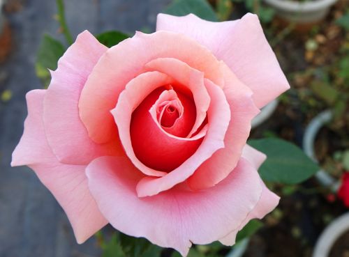 Rosa Multiflora, Rožė, Gėlė, Kaohsiungo Oro Uosto Gamykla, Valgomieji