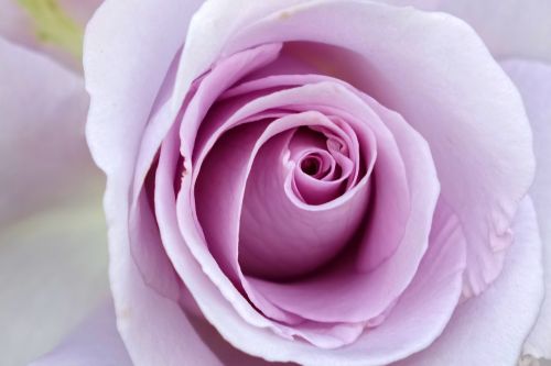 Rosa Multiflora, Rožė, Violetinė, Kaohsiungo Oro Uosto Gamykla, Valgomieji