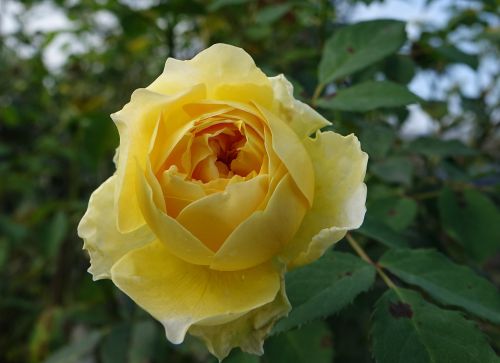 Rosa Multiflora, Rožė, Geltona