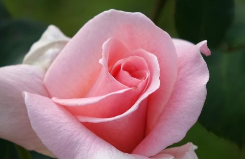 Rosa Multiflora, Rožė, Rožinis
