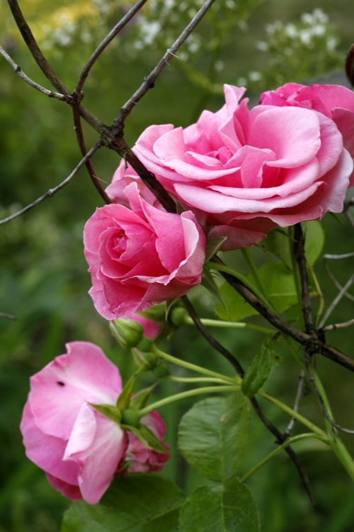 Rožinė Rožė, Gėlė, Rosa Dawn