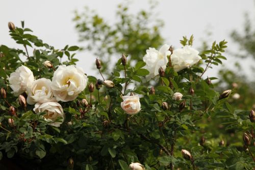 Rosa Pimpinellifolia Plena, Midrių Rožės, Gėlė, Balta Rožė