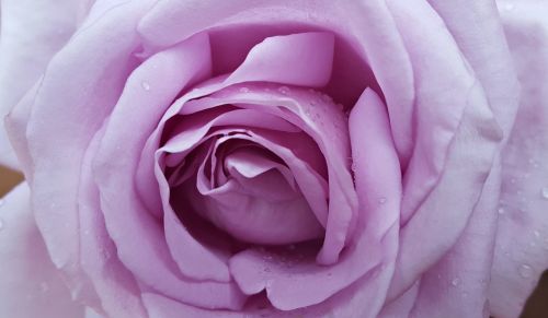 Rožė, Gėlė, Violetinė Rožė, Žiedas, Gėlių, Rožės Fone, Gamta, Gėlių Fonas, Žiedlapiai, Romantiškas, Romantika