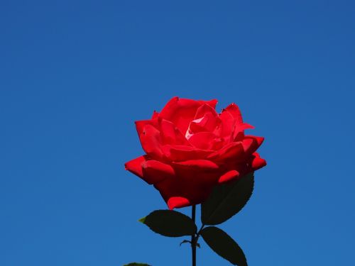 Rožė, Mėlynas Dangus, Gėlės