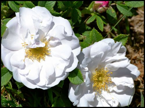 Rožė, Laukinė Rožė, Rosa Corymbifera, Balta, Iš Arti, Gėlė